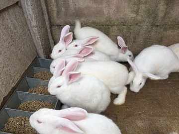 farmingmfs's tweet photo. Rabbits are easy to manage and profitable compared to other livestock farms, since you can start with small capital and space, and they have fast production cycle. You can begin with 2 does and 1 buck, and have more than 70 rabbits in 1 year.
Are you interested in this business? https://t.co/kyf9mmqr0v