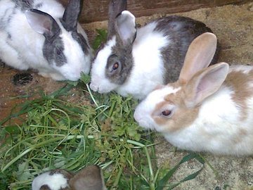 farmingmfs's tweet photo. Rabbits are easy to manage and profitable compared to other livestock farms, since you can start with small capital and space, and they have fast production cycle. You can begin with 2 does and 1 buck, and have more than 70 rabbits in 1 year.
Are you interested in this business? https://t.co/kyf9mmqr0v