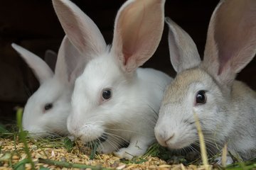 farmingmfs's tweet photo. Rabbits are easy to manage and profitable compared to other livestock farms, since you can start with small capital and space, and they have fast production cycle. You can begin with 2 does and 1 buck, and have more than 70 rabbits in 1 year.
Are you interested in this business? https://t.co/kyf9mmqr0v