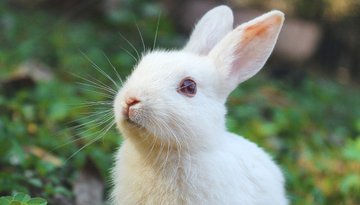 farmingmfs's tweet photo. Rabbits are easy to manage and profitable compared to other livestock farms, since you can start with small capital and space, and they have fast production cycle. You can begin with 2 does and 1 buck, and have more than 70 rabbits in 1 year.
Are you interested in this business? https://t.co/kyf9mmqr0v