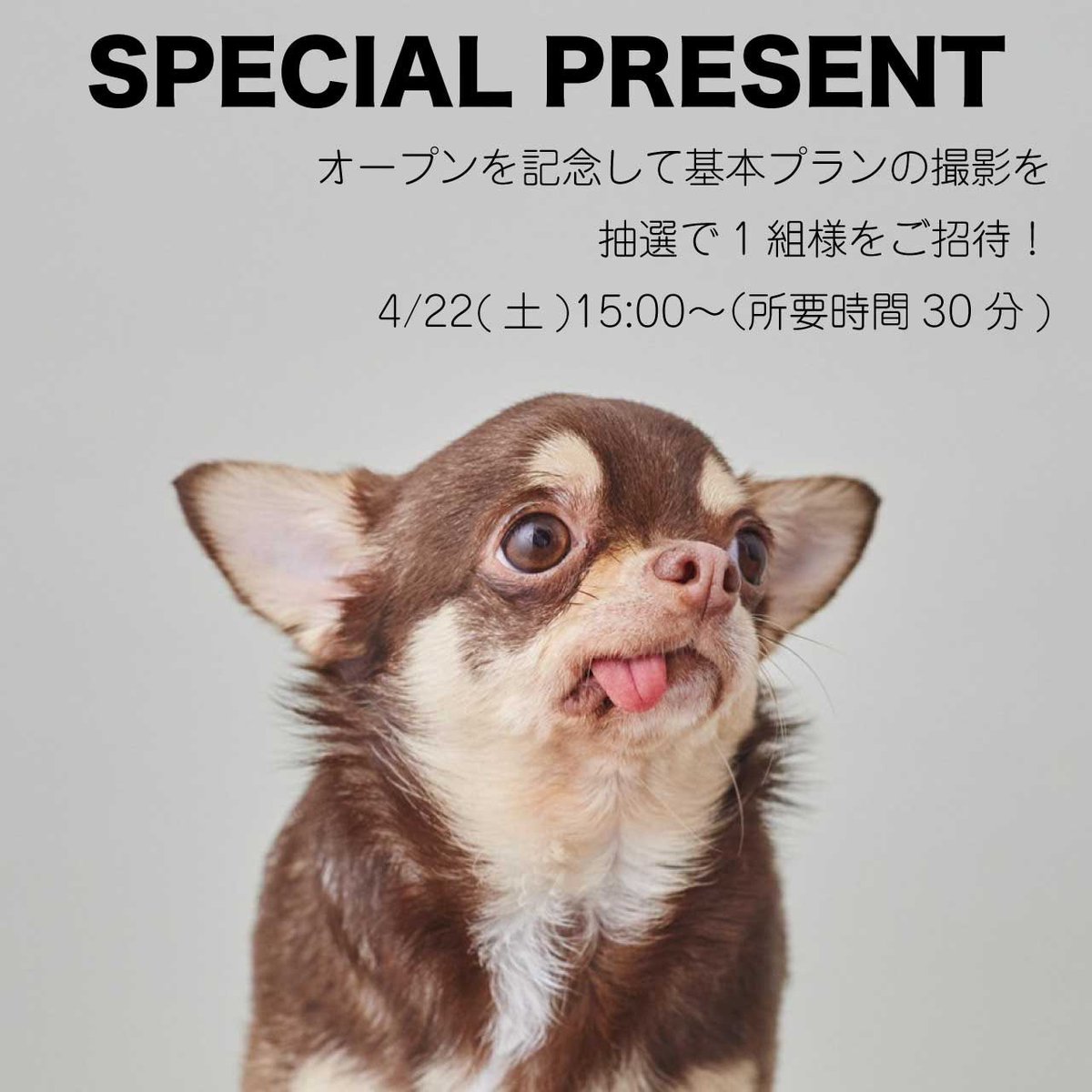 ha_ha_hu_v's tweet photo. DOG PHOTO STUDIOハーハーフー(目黒)のオープンを記念して、あなたのわんちゃんを撮影する基本プランを抽選で1名様をご招待🐶📸

 【応募方法】
① @ha_ha_hu_vをフォロー 
②本投稿をRT 
応募締切：4月18日(火)23:59 
Instagram：https://t.co/7684Ojx2Df
#犬 #dogphoto #撮影 #ハーハフー https://t.co/dUk0is4sWN
