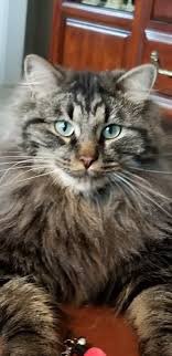 BillMoro_'s tweet photo. My beautiful cat bubbles https://t.co/Tt7oITtWEh
