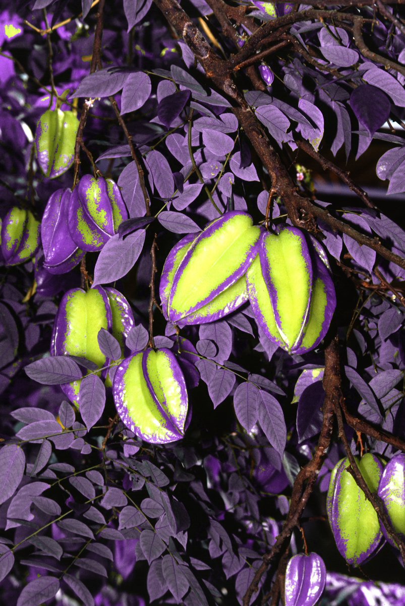 BarDaProUnit's tweet image. masarap mamitas ng prutas kapag hindi malamok. 
stay protected in and out

Special Unit 1st Detective