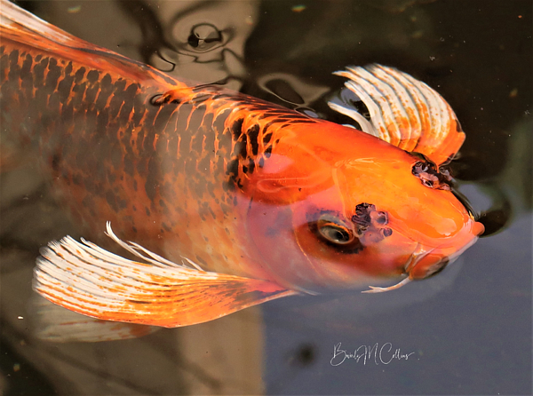 BeverlyMCollins's tweet photo. New artwork for sale! - "Orange Zen" - https://t.co/HwerRHkSkv @fineartamerica https://t.co/ae8OttBl1k