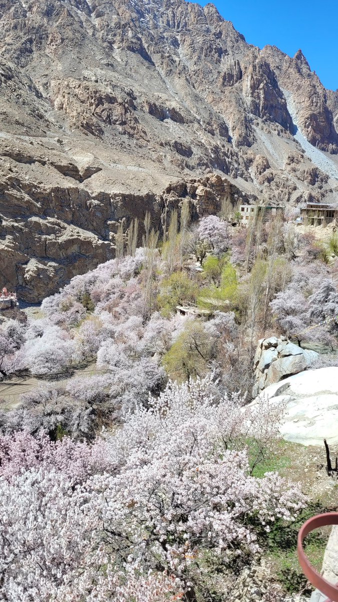 We have a very short window to behold this beauty of Apricot blossom, and gladly, I could embrace the joy it brings with its pink and white petals.
#apricotblossom #spring #SpringBreak2023 #utladakhtourism #ladakh