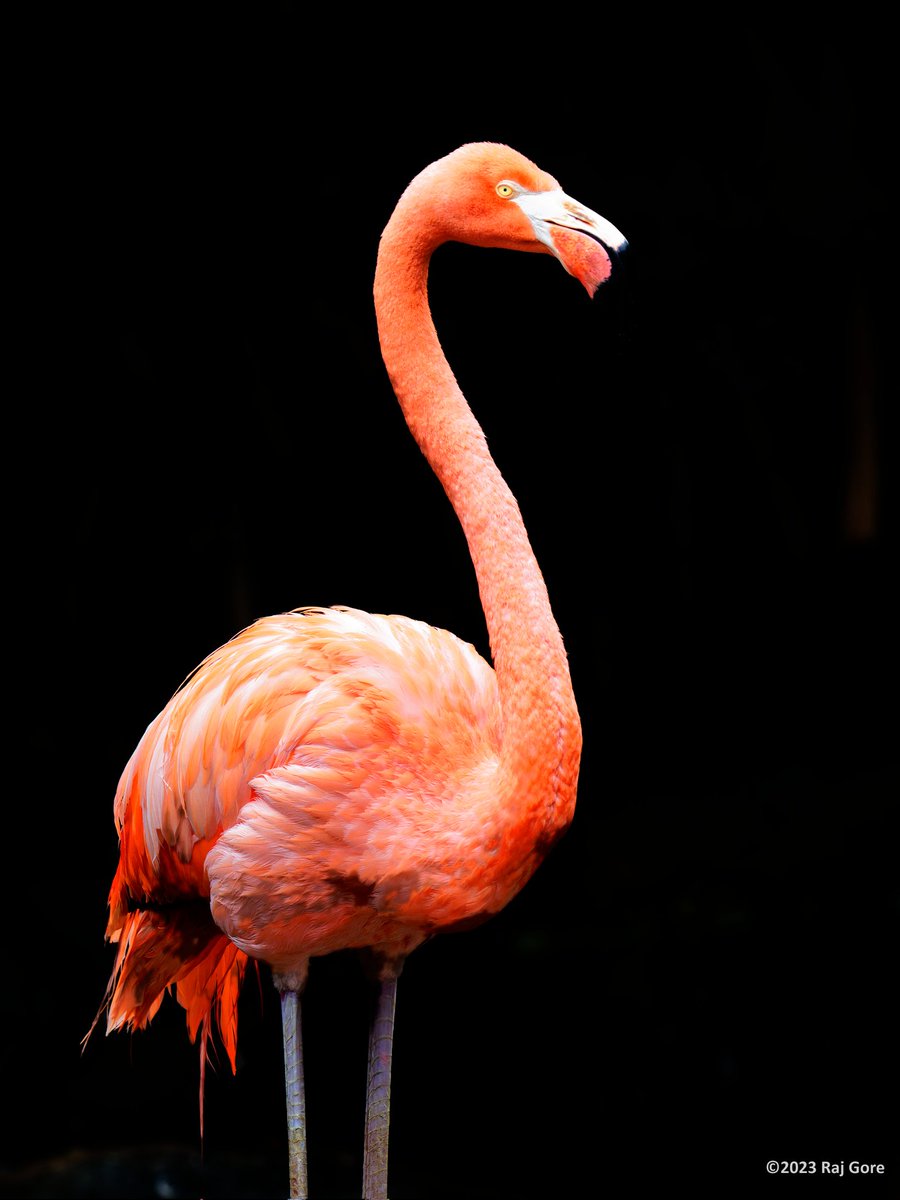 The greater flamingo (Phoenicopterus roseus)
#GreaterFlamingo #Flamingo #WildLife #WildLifePhotography #NatureLovers #NaturePhotography #Sony #SonyA1 #SonyAlpha #SonyAlphaIN #BeAlpha #SonyImages #SonyAlphaGallery #SonyAlphaClub #SonyPhotography #Birding #BirdPhotography #passion