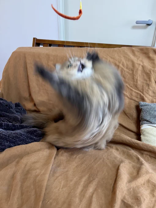 ペットシッターさんが撮ったうちの猫の写真が面白くてやばい 