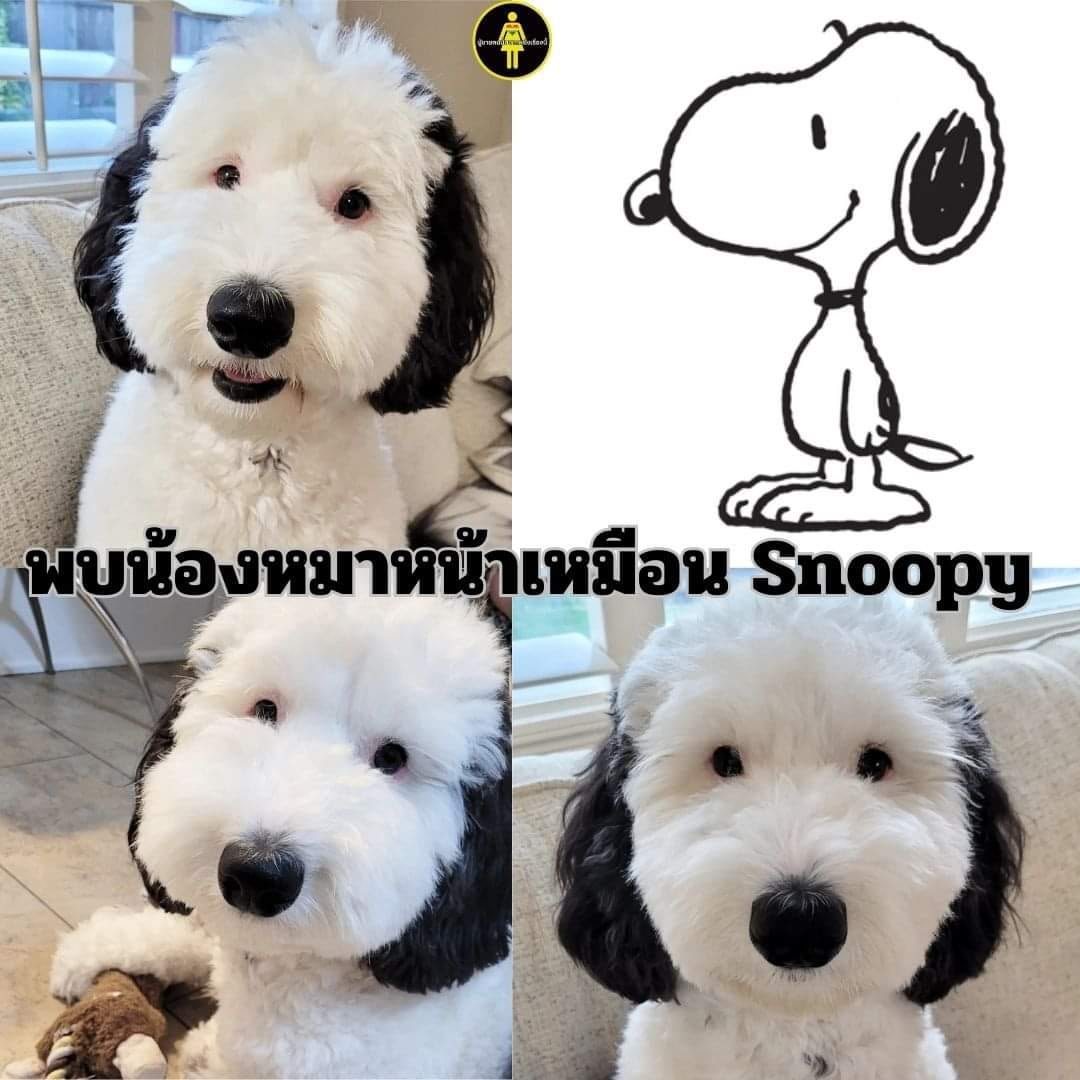 ตอนนี้กำลังเป็นกระแสฮือฮา เมื่อน้องหมา Bayley พันธ์ุ Mini Sheepadoodle  (ผสมระหว่าง Old English Sheepdog กับ Miniature Poodle)  หน้าเหมือนเจ้า Snoopy มาก
ตอนนี้น้องมีผู้ติดตามใน ig 152K  followers แล้ว เดือนหน้าน้องจะอายุ 2 ขวบแล้วค่ะ