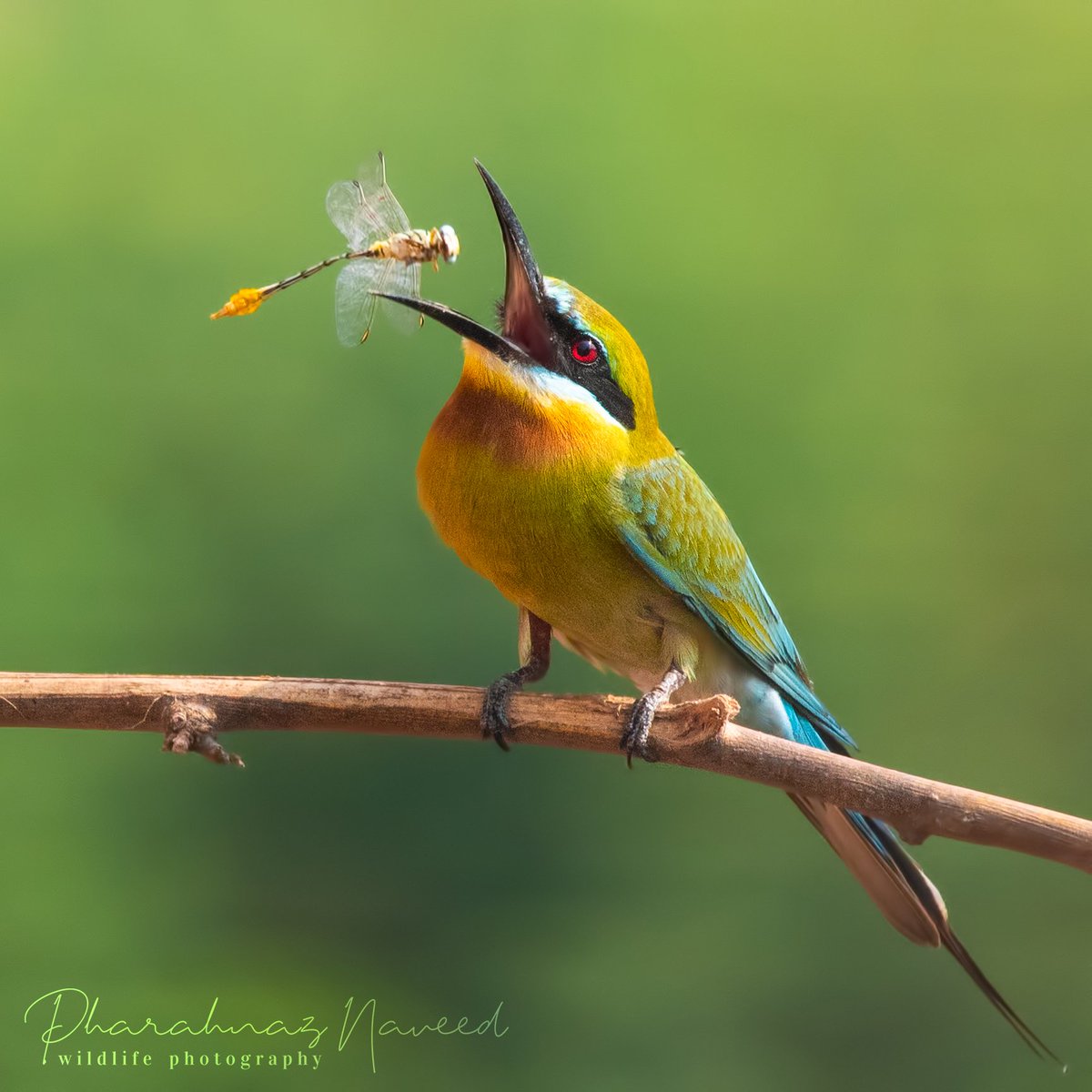 Scheherzadeh's tweet photo. Tossed not stirred......

Blue-tailed Bee-eater
(Merops philippinus)
Islamabad
#Pakistan
#ThePhotoHour #BBCWildlifePOTD #BirdsSeenIn2023 #birdsphotography #BirdsOfTwitter https://t.co/iu32W9brTp