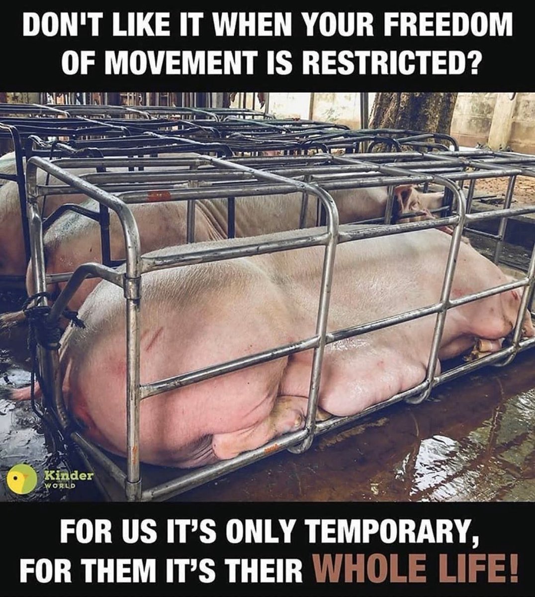 veganguide_'s tweet photo. The pig industry is one of the most abusive industries in the world 🐷💔.

Pigs are subjected to cramped living conditions, mutilation, and horrific slaughter 😢

Say no to animal cruelty and go vegan 🌱🐾. #AnimalRights #VeganForTheAnimals 🐄🐖🐑🐓🐇
 
📸 : @greennomad61 https://t.co/XtWFmTNsMn
