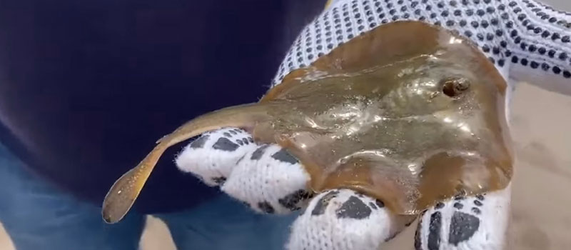 Diario_deColima's tweet photo. Cientos de #mantarrayas, que fueron #mutiladas, aparecen #muertas en #Huatabampo, #Sonora

Más información en https://t.co/hH6mB8njgz https://t.co/TQZkD0haqI