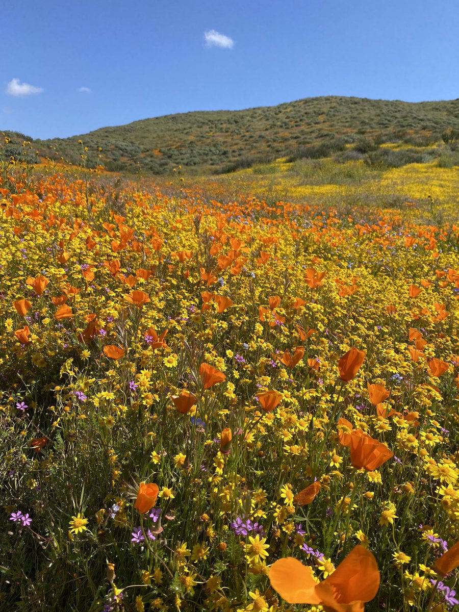 chop_mon's tweet photo. Spring szn is my fave szn😍 https://t.co/l2eZMfxuHE