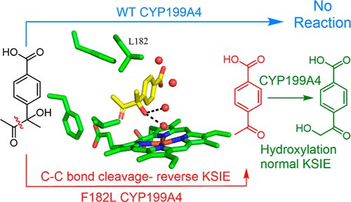 Stephen Bell (@bellp450chem) on Twitter photo Congratulations to <a href="/joellhz/">Joel Lee</a> for pulling together the data (enzymology, #biocatalysis and X-ray structures, for this #ozchem/US Collaborative #P450 project during the final part of his PhD. A tough reaction to crack and analyse. Congratulations to <a href="/joellhz/">Joel Lee</a> for pulling together the data (enzymology, #biocatalysis and X-ray structures, for this #ozchem/US Collaborative #P450 project during the final part of his PhD. A tough reaction to crack and analyse.