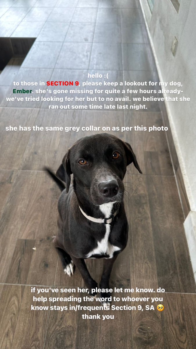 LeanndraTan's tweet photo. please help me find my pup, Ember 🥺🩵

area: Section 9, Shah Alam

thank you https://t.co/RaI12zs2i6