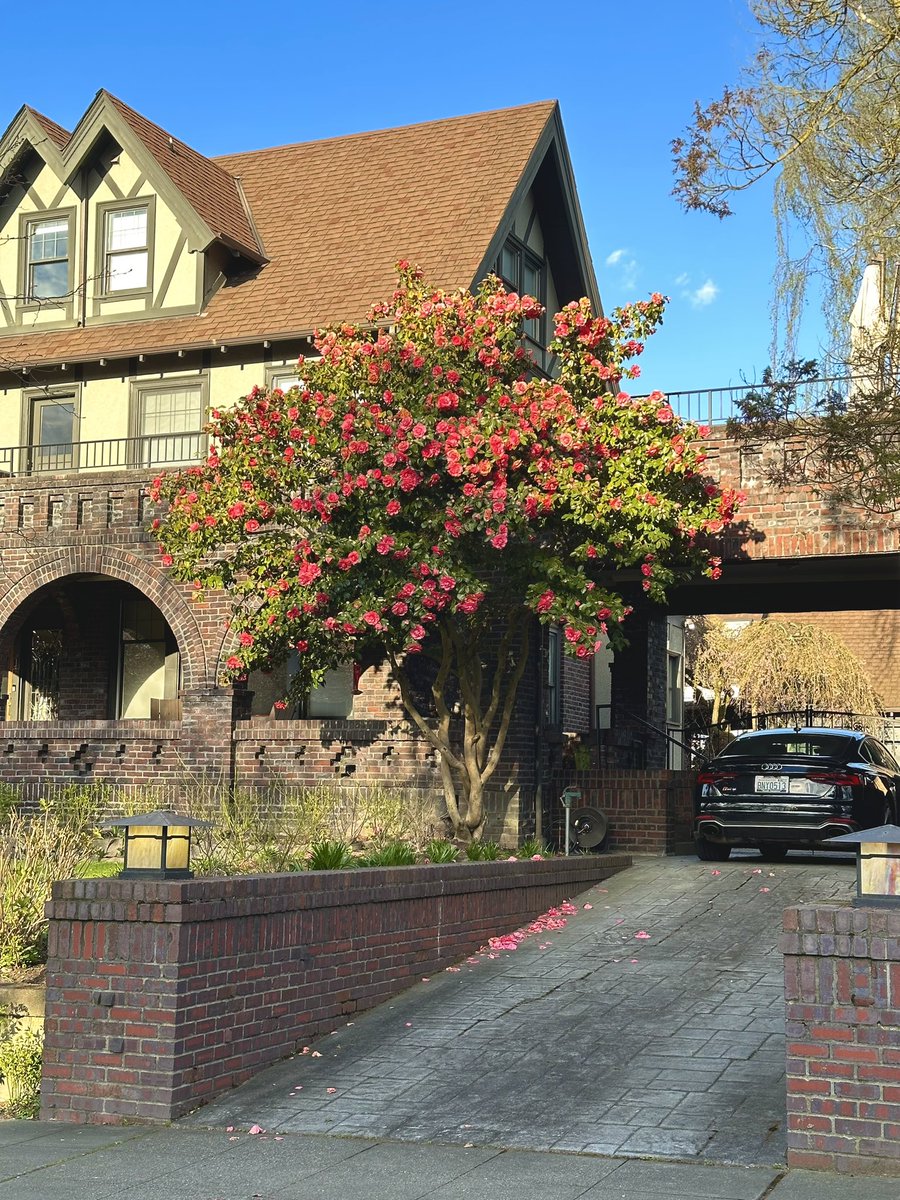 osmarthak's tweet photo. A stroll in sun in spring in seattle 💗 https://t.co/ljEANH99ar