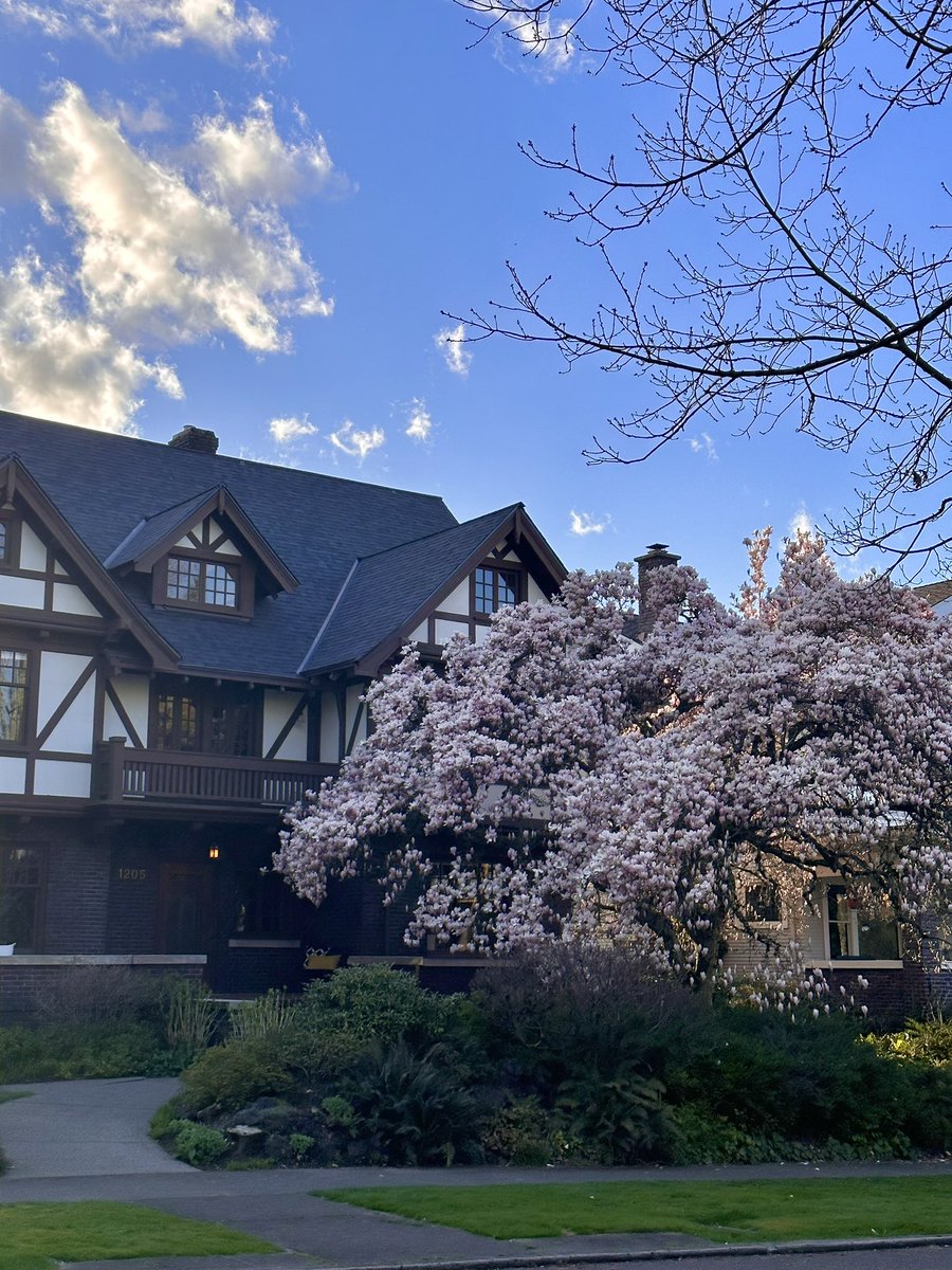 osmarthak's tweet photo. A stroll in sun in spring in seattle 💗 https://t.co/ljEANH99ar