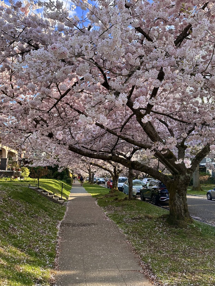 osmarthak's tweet photo. A stroll in sun in spring in seattle 💗 https://t.co/ljEANH99ar