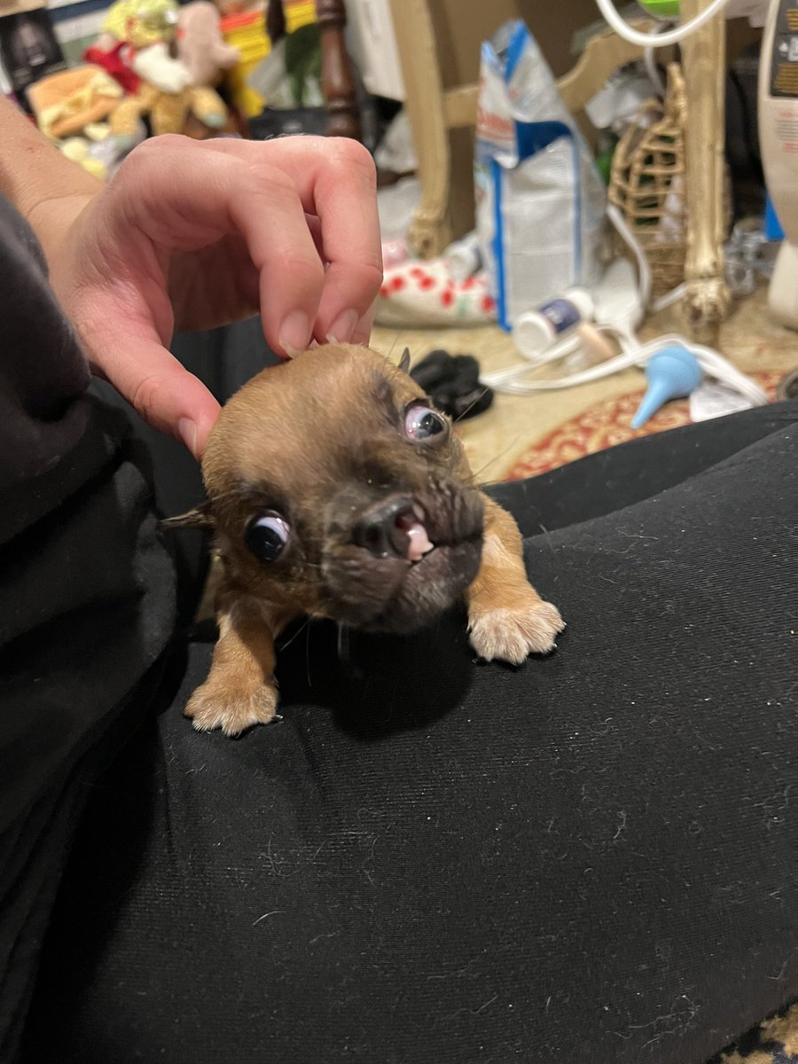 Rags to Riches Animal Rescue Inc on Twitter "Also our hydrocephalus puppy Dimitri is doing good