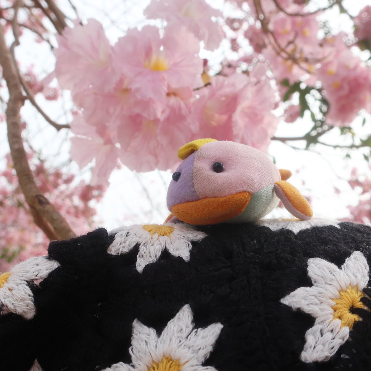 RayLeighTheFish's tweet photo. ชมพูพันธุ์ทิพย์มีสีชมพูเหมือนหนูดึ๊บ :):):):) https://t.co/vAxSPEME68