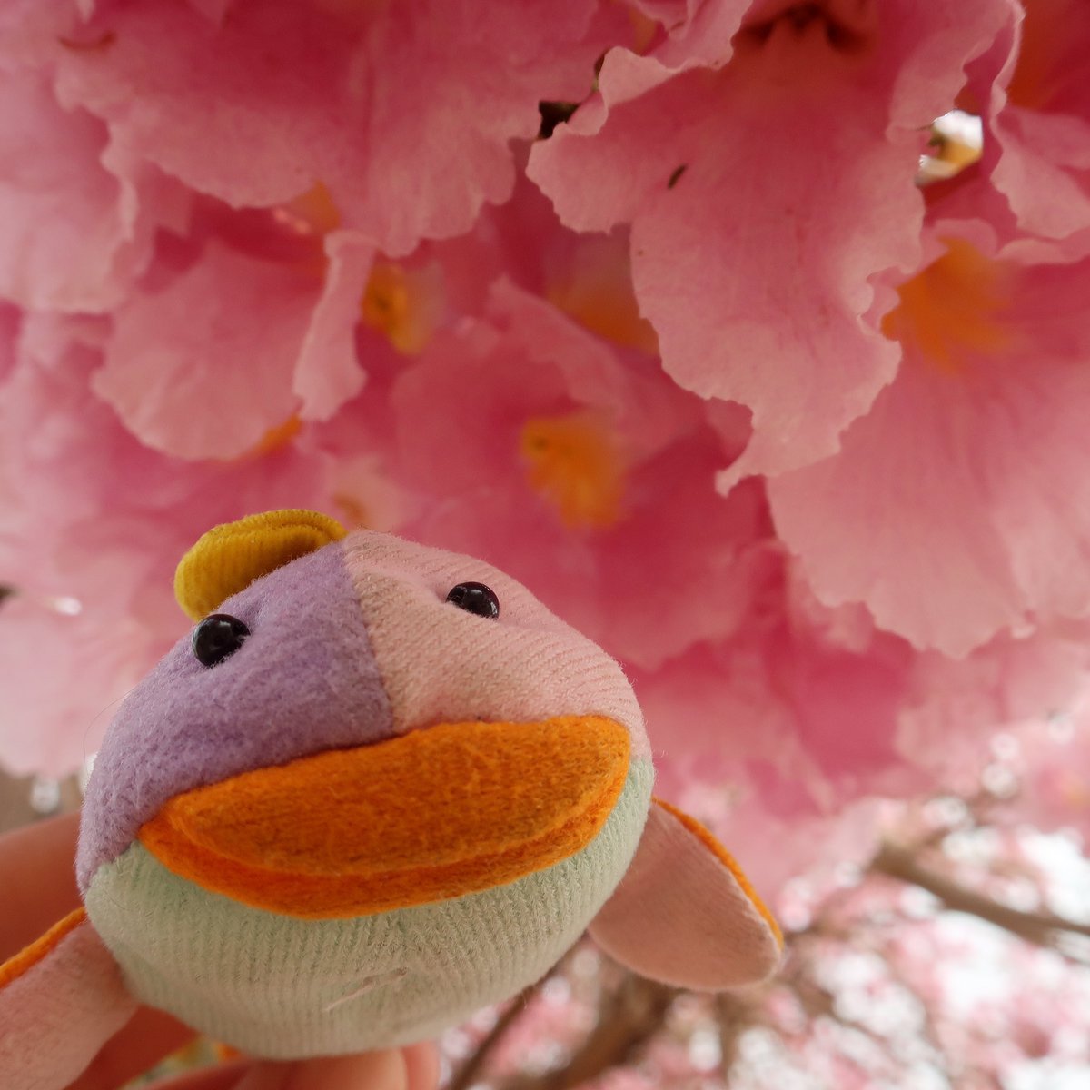 RayLeighTheFish's tweet photo. ชมพูพันธุ์ทิพย์มีสีชมพูเหมือนหนูดึ๊บ :):):):) https://t.co/vAxSPEME68