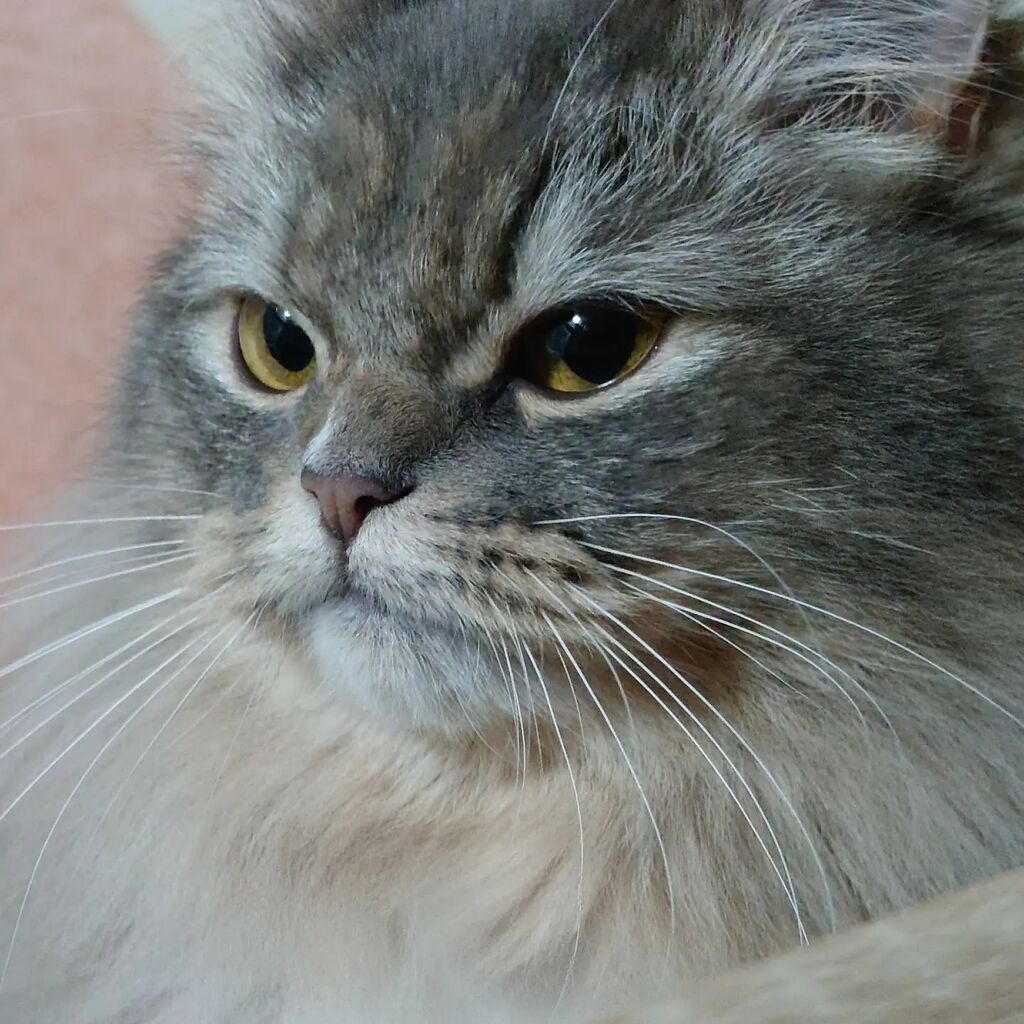 cat_rosmo's tweet photo. 遊ぶ前後
#ロスモ #rosmo #猫 #cat #ねこ写真 #catpic #ねこのいる生活 #catlife #ねこすたぐらむ #catstagram #のるうぇーじゃんふぉれすときゃっと #chair https://t.co/DmNHtdIwoR https://t.co/jK4sTHhgj0