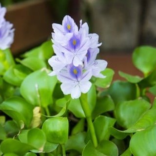 お疲れさまです！
#ほてい草 4月に入って、売れ行き好調で大人気です！😆

花が咲くと、紫色の模様が幻想的ですね😊

#企業公式相互フォロー 
#企業公式春のフォロー祭 
#花 #flower #逗子 #zushi #葉山 #hayama #ホテイアオイ #ウォーターヒヤシンス #waterhyacinth
