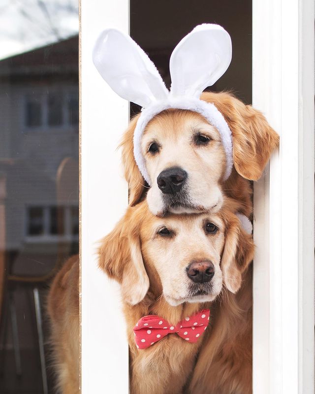 Hoppy Easter every bunny!!🐰💕 Swipe for more bunny pics!

#doglife #doglover #goldenretrieverworld #goldenpuppy #ilovemygolden #cutestgoldens #ilovegoldens