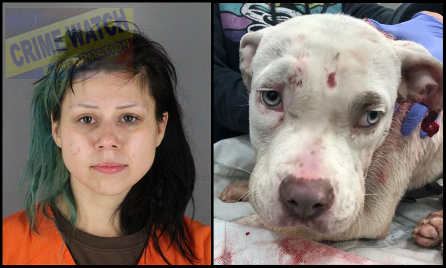 CrimeWatchMpls's tweet photo. WANTED ON FELONY WARRANT
Raylean Chastity Gurneau, 05/01/1996
Last known address 15xx 11th Ave S.
#MplsDowntown 
This evil trash ratchet has finally been charged with several counts for throwing a puppy out a vehicle window during a January Ramsey County police pursuit we posted.
She's also charged with fleeing police and making a false 911 call during the pursuit to try and divert officers away before throwing the puppy out the window to try and divert police.

The medical bills for the dog, "Tahoe," which suffered a broken leg, torn ear, and several lacerations have exceeded $15,000. The dog was rescued in sub-zero temps the next morning by Ramsey County deputies after reviewing video from the chase.

Gurneau was in custody in Hennepin County Jail until recently for another felony animal cruelty case where she received a slap on the wrist with a stayed 17-month sentence for abusing and shooting a dog causing it to lose an eye. Judge Juan Hoyos in that case.

Gurneau wasn't charged in the Ramsey County animal abuse case until after she was released from HCJ, so SHE'S ON THE LOOSE AND WANTED ON WARRANT in this case as well as another auto theft case.