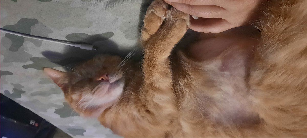 ll. My cat is being an ass and wont let me get out of bed