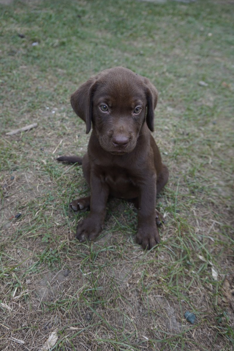 enricoarcos's tweet photo. Look how cute!! 😍

✅ Papers &amp; Health card
✅ Vaccine &amp; Deworming

PM for more details 🐶

#puppiesmanila #puppiesmnl #dogsmanila
#dogsmnl #labrador #labradorpuppy
#labradorsmnl #labradorsofmanila
#furbabies #dogsparanaque https://t.co/kEoV0ojLiw