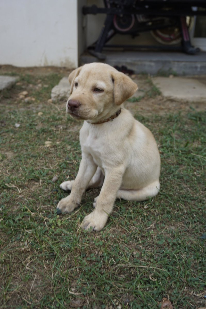enricoarcos's tweet photo. Look how cute!! 😍

✅ Papers &amp; Health card
✅ Vaccine &amp; Deworming

PM for more details 🐶

#puppiesmanila #puppiesmnl #dogsmanila
#dogsmnl #labrador #labradorpuppy
#labradorsmnl #labradorsofmanila
#furbabies #dogsparanaque https://t.co/kEoV0ojLiw