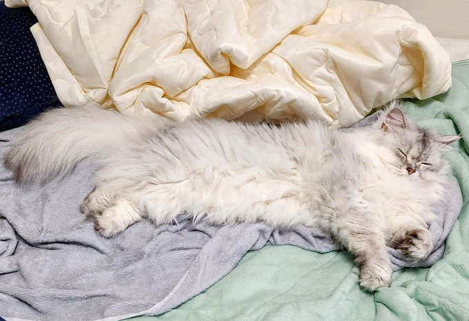 少し仮眠しようと思ってベッドに向かったら占領されてた😹 