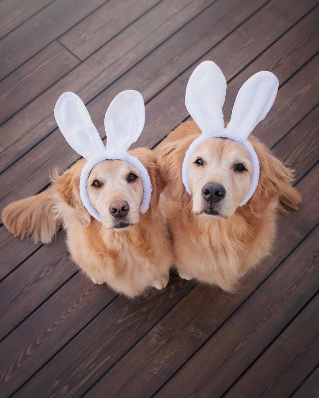 Hoppy Easter every bunny!!🐰💕 Swipe for more bunny pics!

#doglife #doglover #goldenretrieverworld #goldenpuppy #ilovemygolden #cutestgoldens #ilovegoldens