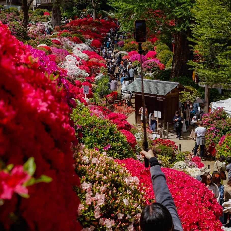 AndoSoh's tweet photo. ツツジ日和@根津神社
EOS R5+RF24-105F4L
#tokyo #japan #azelea #nezu #goodafternoon #いいねがもらえない写真をみんなで撮ろう https://t.co/rqXyqsjEFp