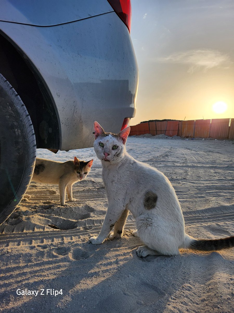 Fostering
Adopting
Rescuing
Medicating
Caring
Saving
<a href="/eagle_enviro/">Eagle_Enviro</a> - do you know the meaning of any of these words?

<a href="/maanabudhabi/">هيئة المساهمات المجتمعية - معاً</a>
<a href="/AbuDhabiDMT/">دائرة البلديات والنقل</a>
<a href="/A_W_Global/">AnimalWarriorsGlobal</a> <a href="/philip_ciwf/">Philip Lymbery</a> <a href="/Forsan_UAE/">فرسان الإمارات</a> <a href="/HHShkDrSultan/">HH Sheikh Dr. Sultan</a> <a href="/HHShkMohd/">HH Sheikh Mohammed</a> @HHMansoor <a href="/AbuDhabiMedia/">شبكة أبوظبي للإعلام</a> <a href="/AbuDhabi_ADM/">بلدية مدينة أبوظبي</a> <a href="/Shamma_AlNahyan/">Sheikha Shamma Al Nahyan</a>
#CatsofTwittter