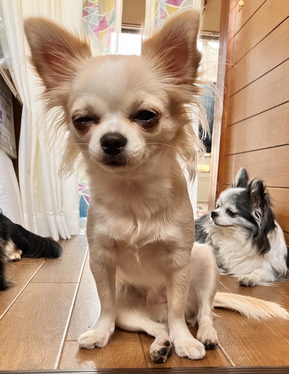 たまにチワワかどうか疑うことがある　

パグ味…

#チワワのいる暮らし 
#犬のいる暮らし https://t.co/ld1BudaAkS