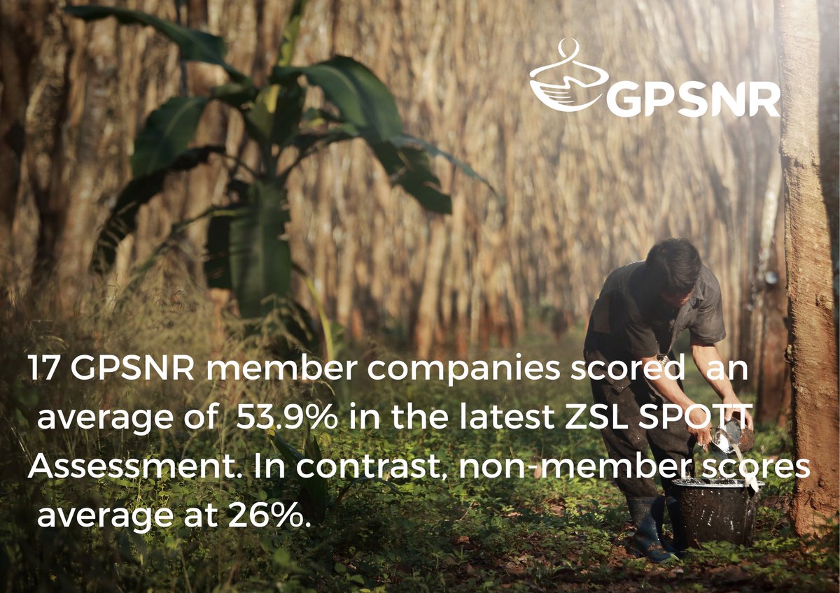 RubberPlatform's tweet image. ⛳️17 GPSNR members were assessed by ZSL SPOTT this year, &amp;amp; their scores are much higher than non-members. If you are a natural rubber player looking for an industry led, wholistic approach to your #sustainability journey, talk to us via the link here: bit.ly/talktogpsnr