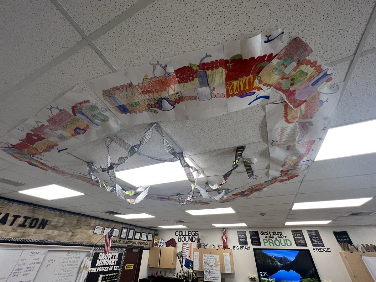 DrWeinstein_'s tweet image. Studying #cellmembrane #DNA #interphase #activetransport #passivetransport #osmosis &amp;amp; using oragami, scale and proportion to bring the cell to life!
