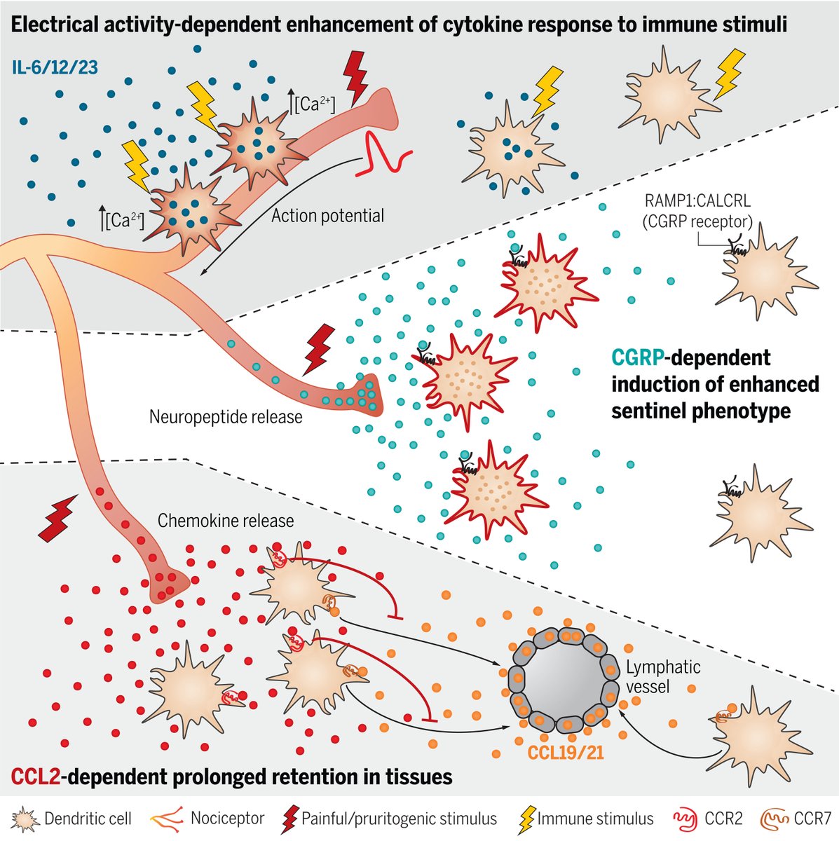 NO PAIN NO IMMUNITY! Nociceptors, #neurons that transmit #pain and #itch, communicate with dendritic cells (DCs) by attracting them via chemokines, secreting the CGRP #neuropeptide, and direct #electric coupling with DCs!!! #immunologymatters #neuroimmune
science.org/doi/10.1126/sc…