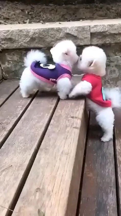 NicolasFallsmy1's tweet photo. Today’s 
              Awwwwwww💕💕
                                        Spot.....................🐶❤️🐶❤️🐶 https://t.co/jgIzIrTP1Q