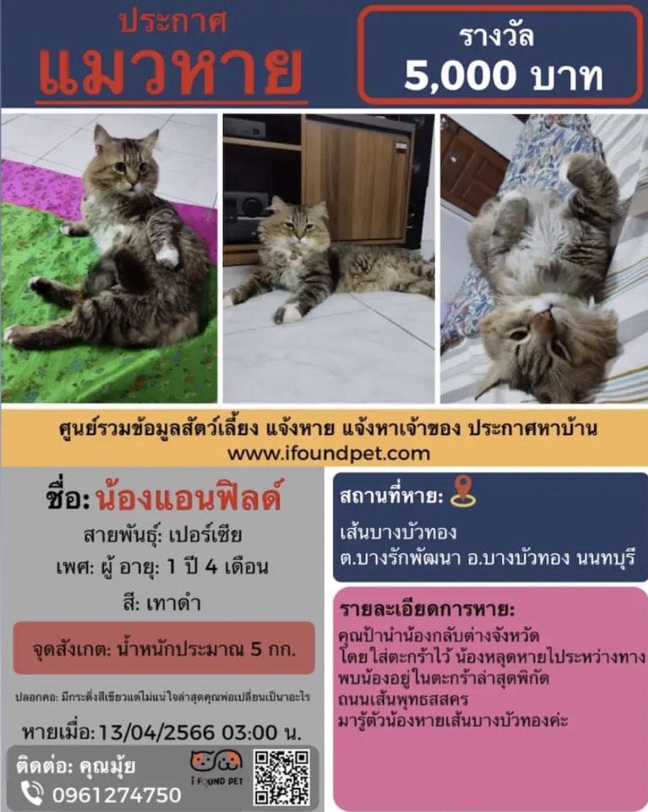 PlobJai's tweet photo. ⚠️แมวเพื่อนเราหาย ฝากรีหน่อยนะคะ⚠️

น้องเป็นแมวเพศผู้ ช่วยแชร์ช่วยตามหาให้หน่อยนะคะ ใครพบเจอมีรางวัลให้ 5,000 บาท คุณป้านำน้องกลับต่างจังหวัด โดยใส่ตะกร้าไว้ น้องหลุดหายไประหว่างทาง
📍พิกัดหายไม่แน่ใจเลยน้องหลุดไปตอนไหน พบน้องล่าสุดอยู่ในตะกร้าช่วงถนนพุทธสาคร มารู้ตัวอีกทีน้องหายช่วงเส้นบางบัวทองค่ะ น้องเป็นแมวที่คุณพ่อเพื่อนเลี้ยงไว้ แต่คุณป้าอยากเอากลับ ตจว🥺 ตอนนี้ทุกคนในบ้านเศร้ามากๆ เพราะรักน้องมากๆ ใครพบเจอรบกวนติดต่อมาหน่อยนะคะ น้องแรงเยอะมากๆ แต่ก็ขี้อ้อนมากๆ ไม่รู้ตอนนี้ได้กินอาหารแล้วหรือยัง 

📞ใครเจอพบเจอน้องช่วยติดต่อกลับมาหน่อยนะคะ🥺 ติดต่อ: 096-1274750 (มุ้ย) #แมวหายนนทบุรี #แมวหาย #ทวิตดีคนรีน้อย