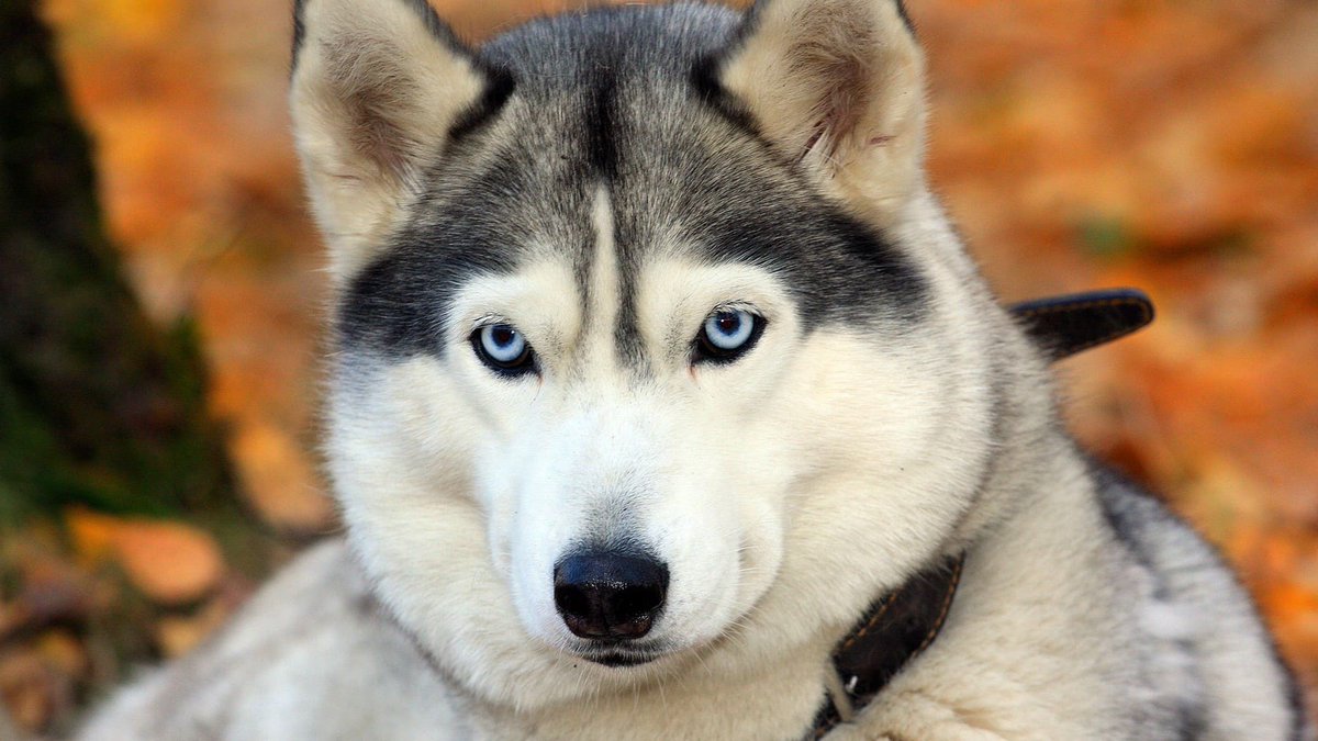 sage_s65739624's tweet photo. Besides being a cute skill your #dog must first learn to speak before being able to learn the #silent_command. Training your dog with these fundamental #dog_training instructions is an excellent approach to managing his or her #behavior. #Dog_to_Be_Quiet
https://t.co/BfG5DRaW6q https://t.co/FI7WEia5Y4