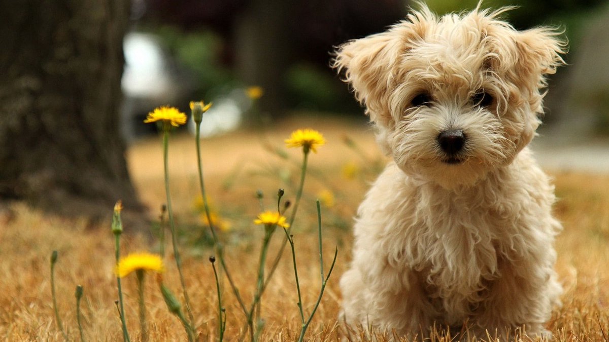 sage_s65739624's tweet photo. Besides being a cute skill your #dog must first learn to speak before being able to learn the #silent_command. Training your dog with these fundamental #dog_training instructions is an excellent approach to managing his or her #behavior. #Dog_to_Be_Quiet
https://t.co/BfG5DRaW6q https://t.co/FI7WEia5Y4