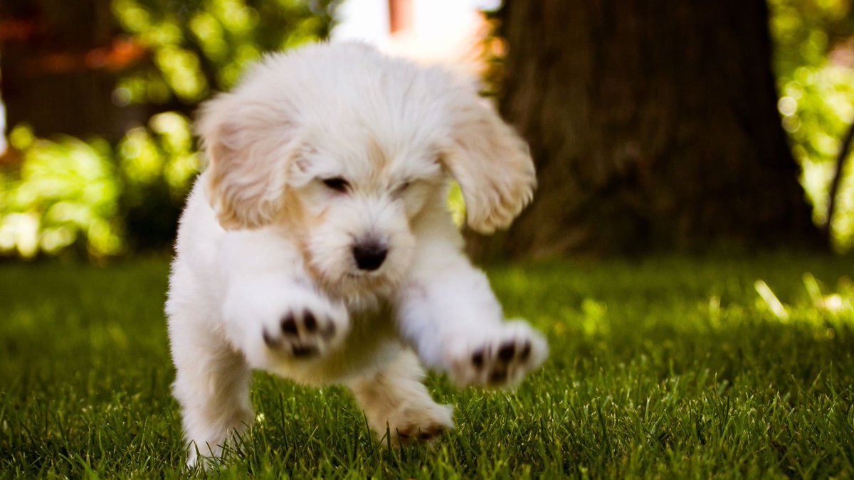 sage_s65739624's tweet photo. Besides being a cute skill your #dog must first learn to speak before being able to learn the #silent_command. Training your dog with these fundamental #dog_training instructions is an excellent approach to managing his or her #behavior. #Dog_to_Be_Quiet
https://t.co/BfG5DRaW6q https://t.co/FI7WEia5Y4