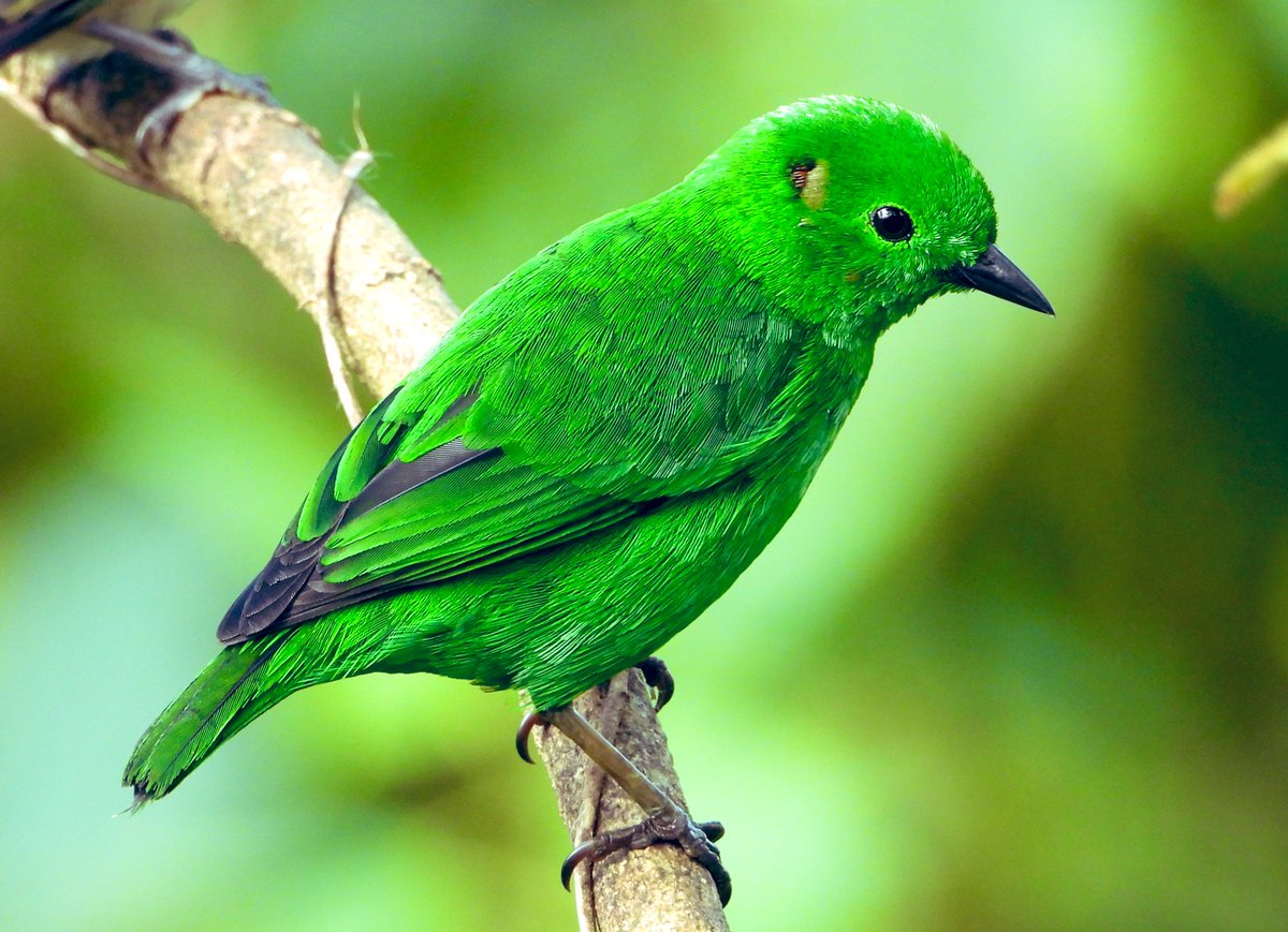 ENatureTours's tweet photo. Glistening-green Tanager

Brightly green gem endemic to the Choco Biogeographic Region.

Ecuador Nature Tours
Birding, bird photography and natural history tours in Ecuador 🇪🇨.

ℹ️ 
📧apolonelson@gmail.com 
📱+593959782457 for WhatsApp 

#BirdsSeenIn2023 #birding #birds #nature https://t.co/LslIPpWT2B