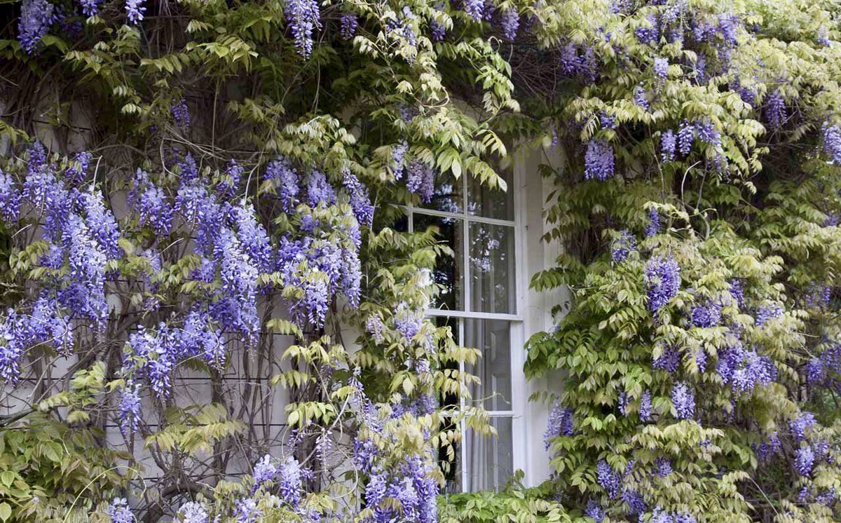 A_AMilne's tweet photo. "Never put off planting something or you will find that ten years later you are saying 'If only we had planted that wisteria," and you are filled with sad thoughts. It isn't too late. Do it now, and if you don't live to enjoy it, somebody else will." ~A.A.Milne #planting https://t.co/0Loc3n13k0