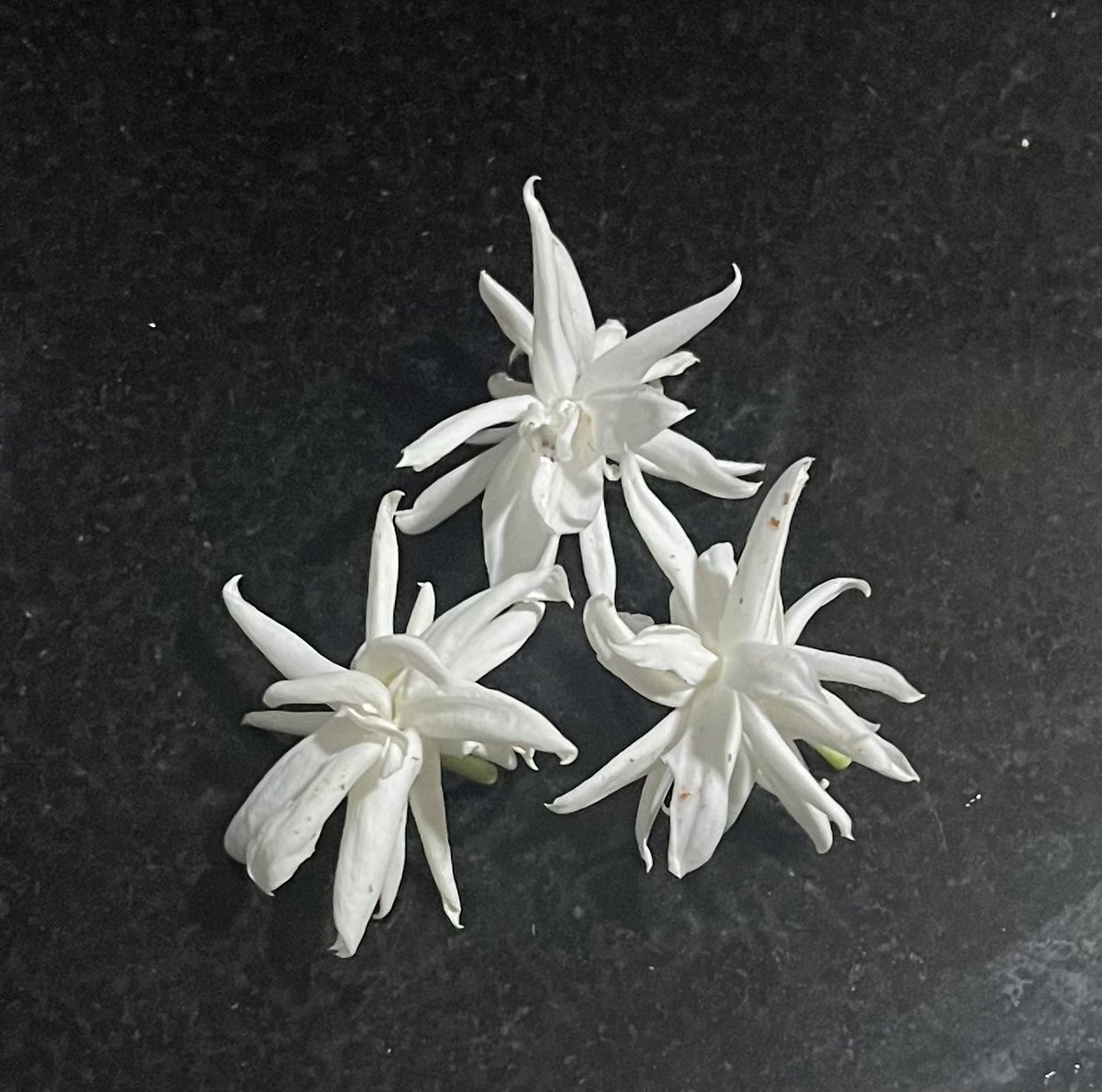 serioustaurean's tweet photo. Drop your last flower click!
Fragrance from the garden! https://t.co/TVyYGKGP3n