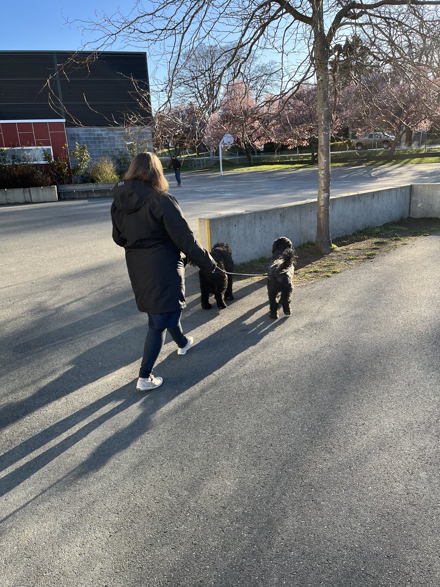 kathelburt's tweet photo. Happiness is walking your doggo and his best friend Benson after he’s had a long day at work. 🐾❤️
#BaileyBoy #WorkinhHard or #HardlyWorking #PWD #PortugueseWaterDogs #bestbuds https://t.co/aIzEDEGEOW