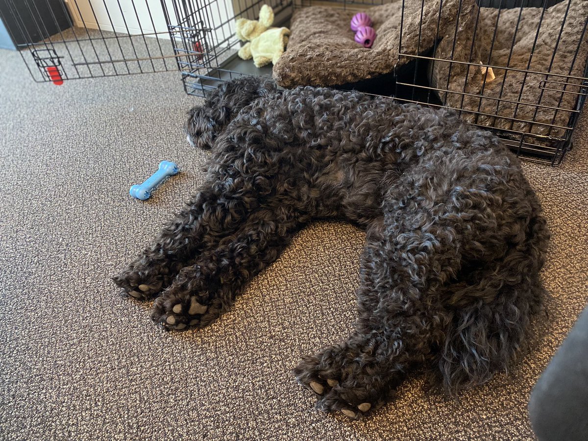 kathelburt's tweet photo. Happiness is walking your doggo and his best friend Benson after he’s had a long day at work. 🐾❤️
#BaileyBoy #WorkinhHard or #HardlyWorking #PWD #PortugueseWaterDogs #bestbuds https://t.co/aIzEDEGEOW