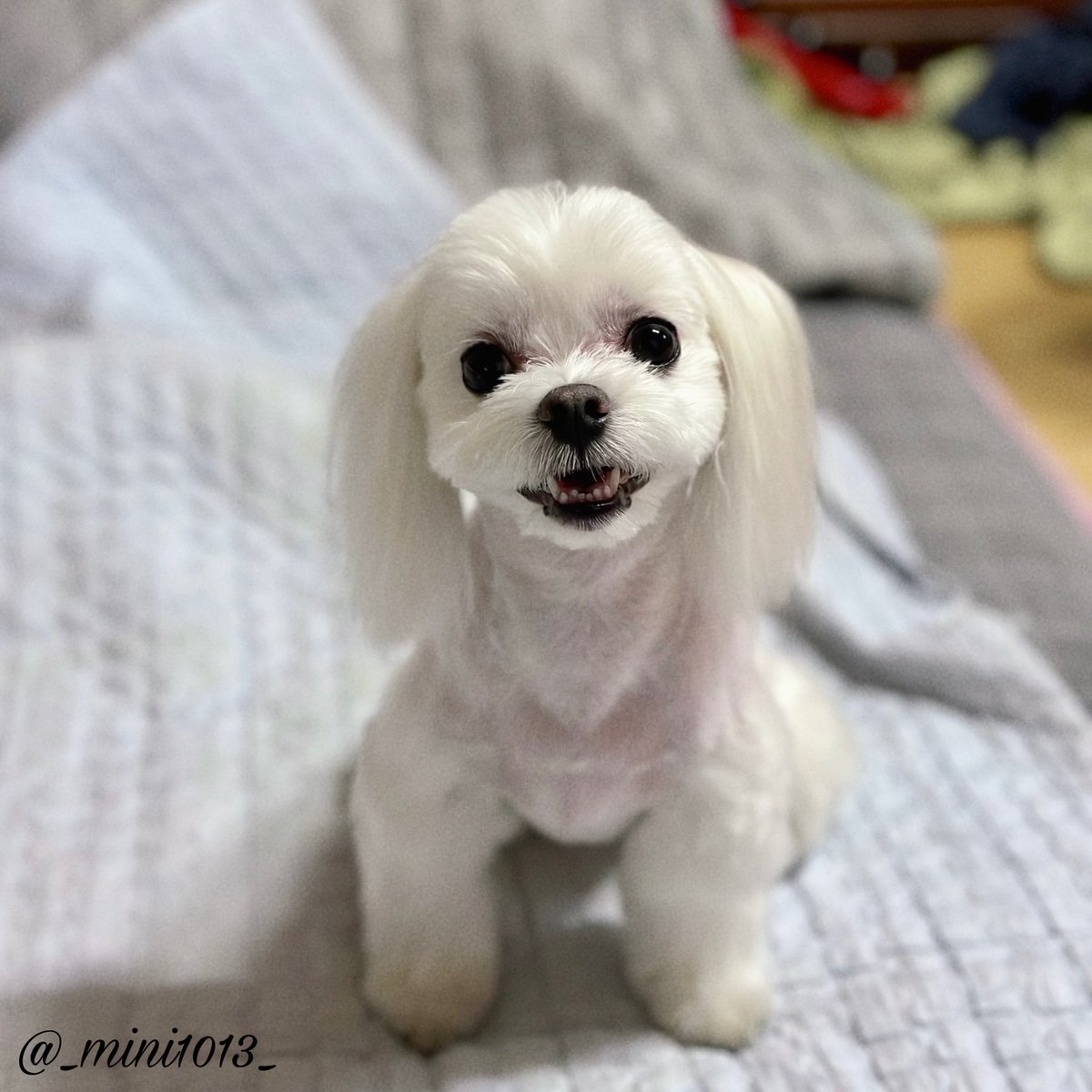 윱쪙콘 종일👉🚪𝓜𝓲𝓷𝓲🧸 tweet media